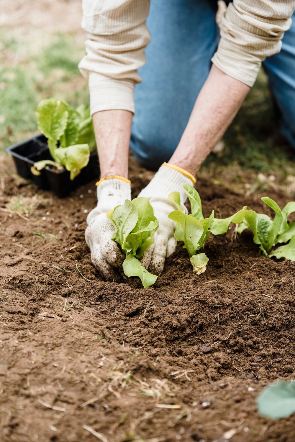 Tuinier die kleine plantjes in de volle grond zet